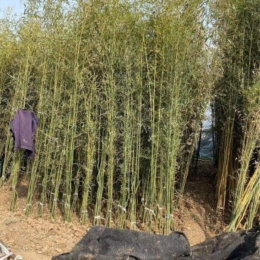 精品早园竹优质早园竹