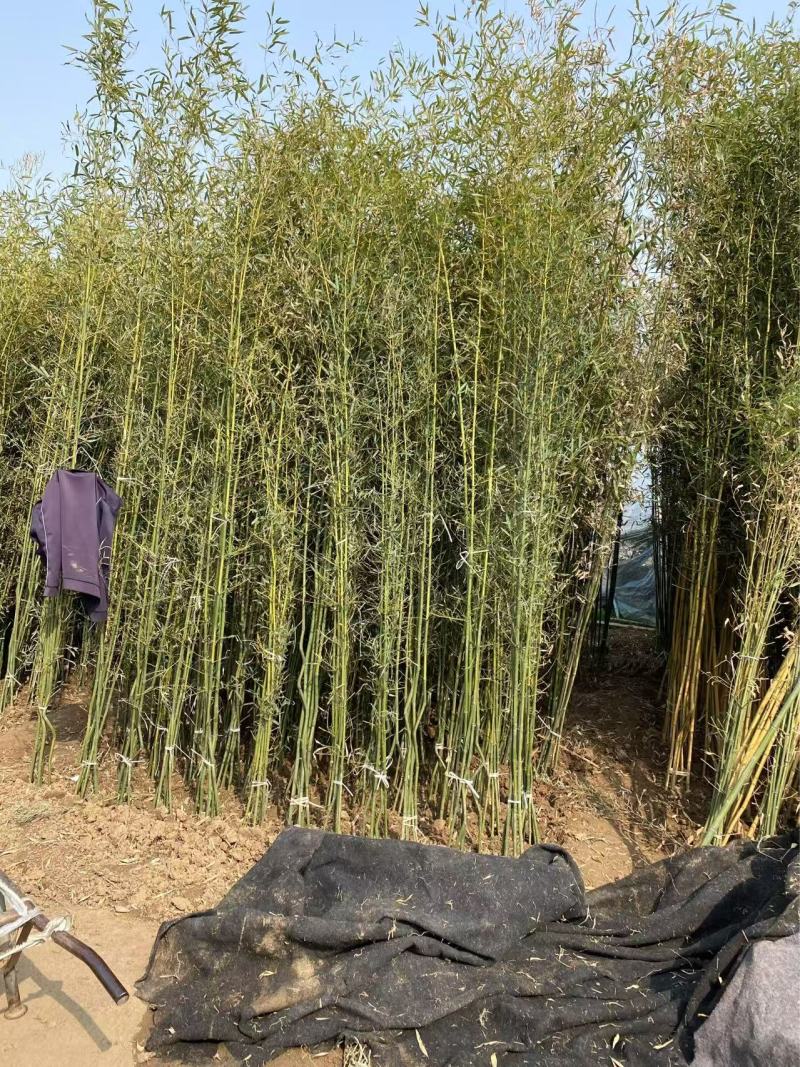 精品早园竹优质早园竹