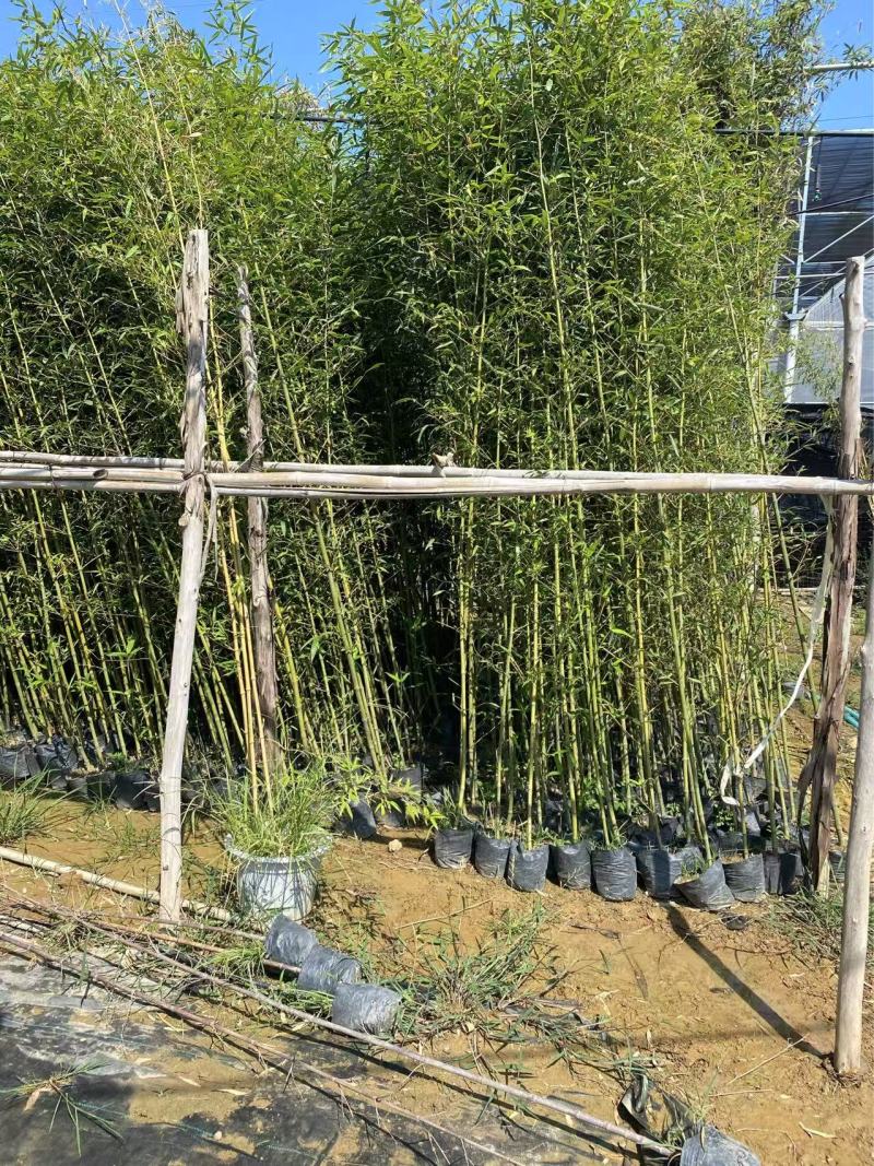 精品早园竹优质早园竹