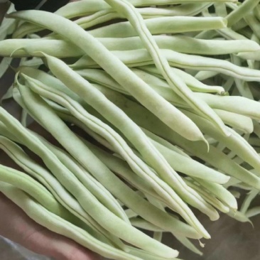白芸豆白不老精品通货电商赶集大量供应欢迎来电