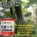 郑靓5号菜用南瓜种子早熟长圆条形南瓜春秋七叶早花皮菜南瓜