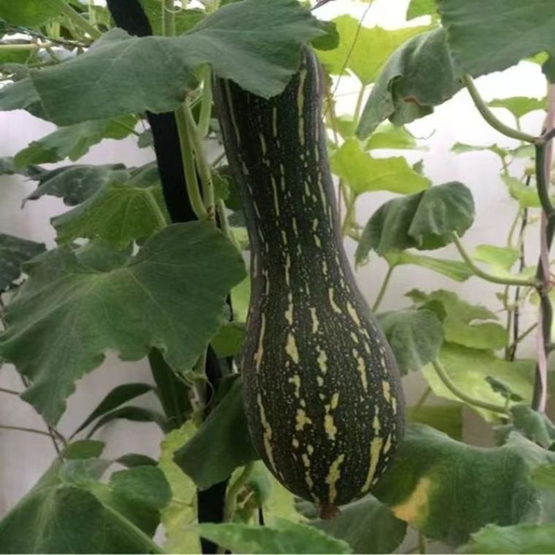 郑靓5号菜用南瓜种子早熟长圆条形南瓜春秋七叶早花皮菜南瓜