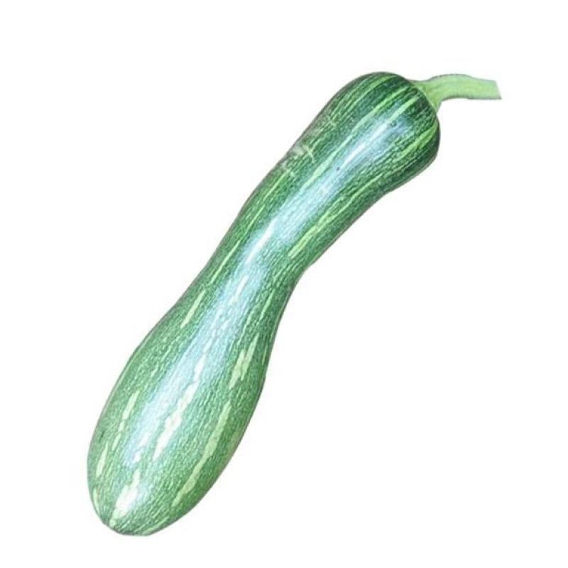 郑靓5号菜用南瓜种子早熟长圆条形南瓜春秋七叶早花皮菜南瓜