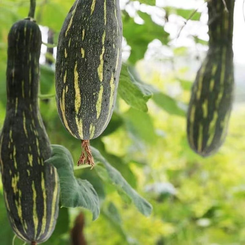 郑靓5号菜用南瓜种子早熟长圆条形南瓜春秋七叶早花皮菜南瓜