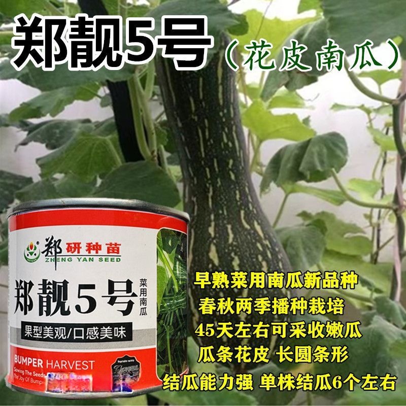 郑靓5号菜用南瓜种子早熟长圆条形南瓜春秋七叶早花皮菜南瓜