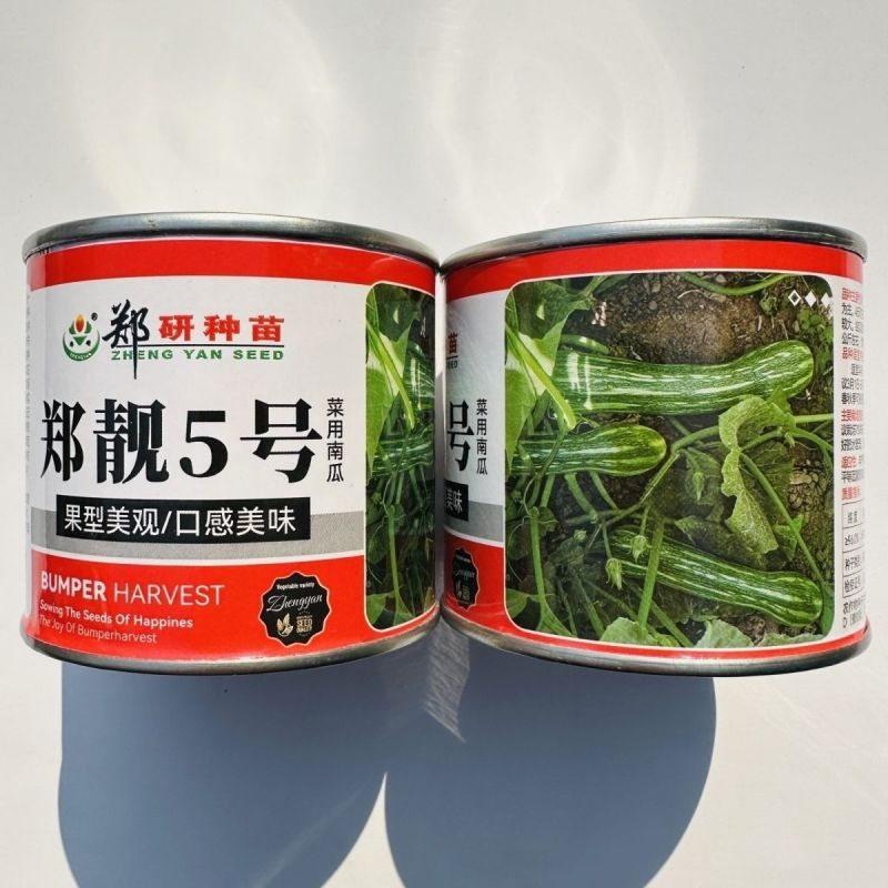 郑靓5号菜用南瓜种子早熟长圆条形南瓜春秋七叶早花皮菜南瓜