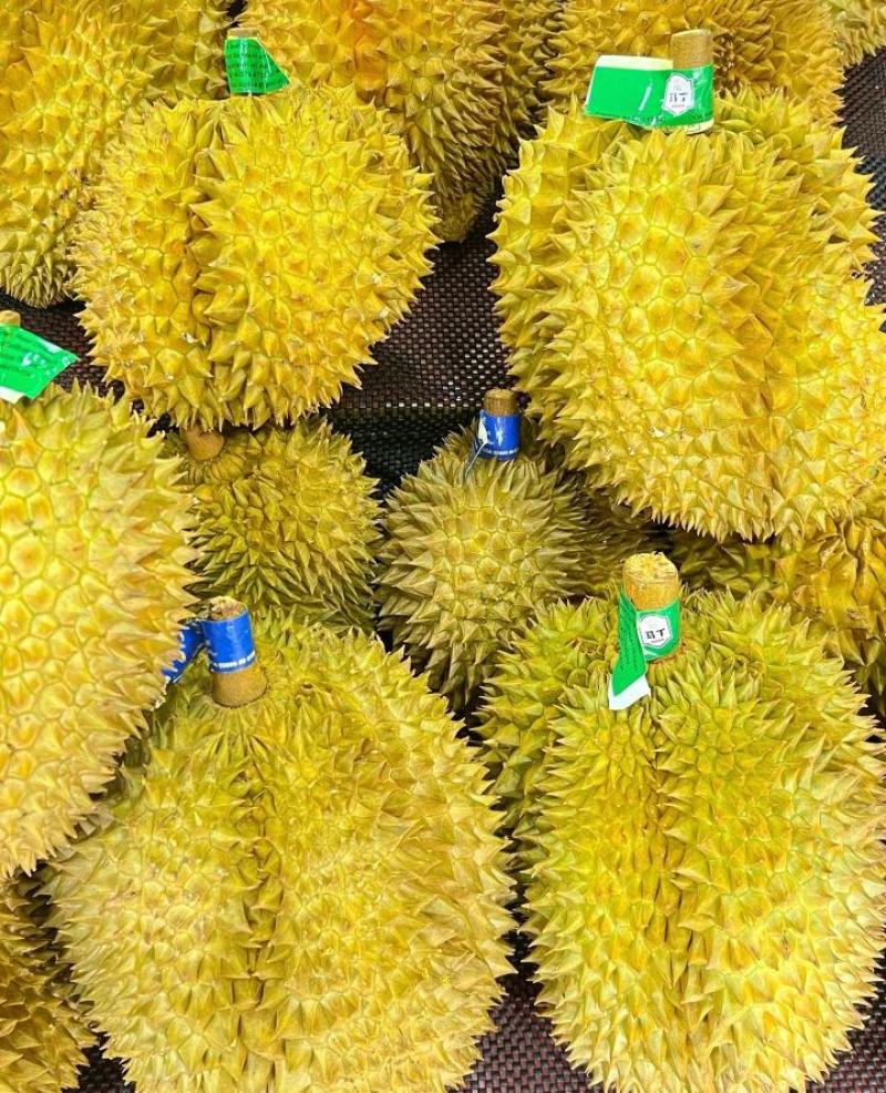 金枕榴莲一手货源批发市场，a果保5房，坏果包赔，货到付款
