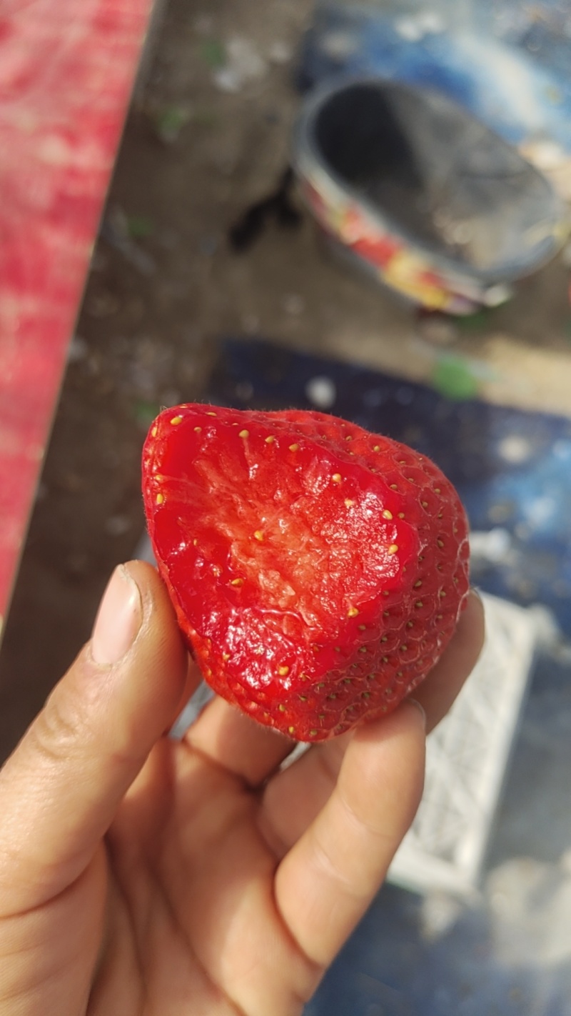 蚌埠红大量上市产地直发口感好耐运输