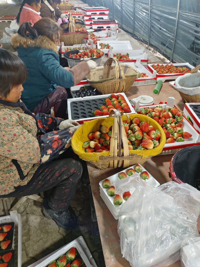 蚌埠红大量上市产地直发口感好耐运输
