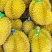 金枕榴莲一手批发价格，A果保5房，坏果包赔，货到付款