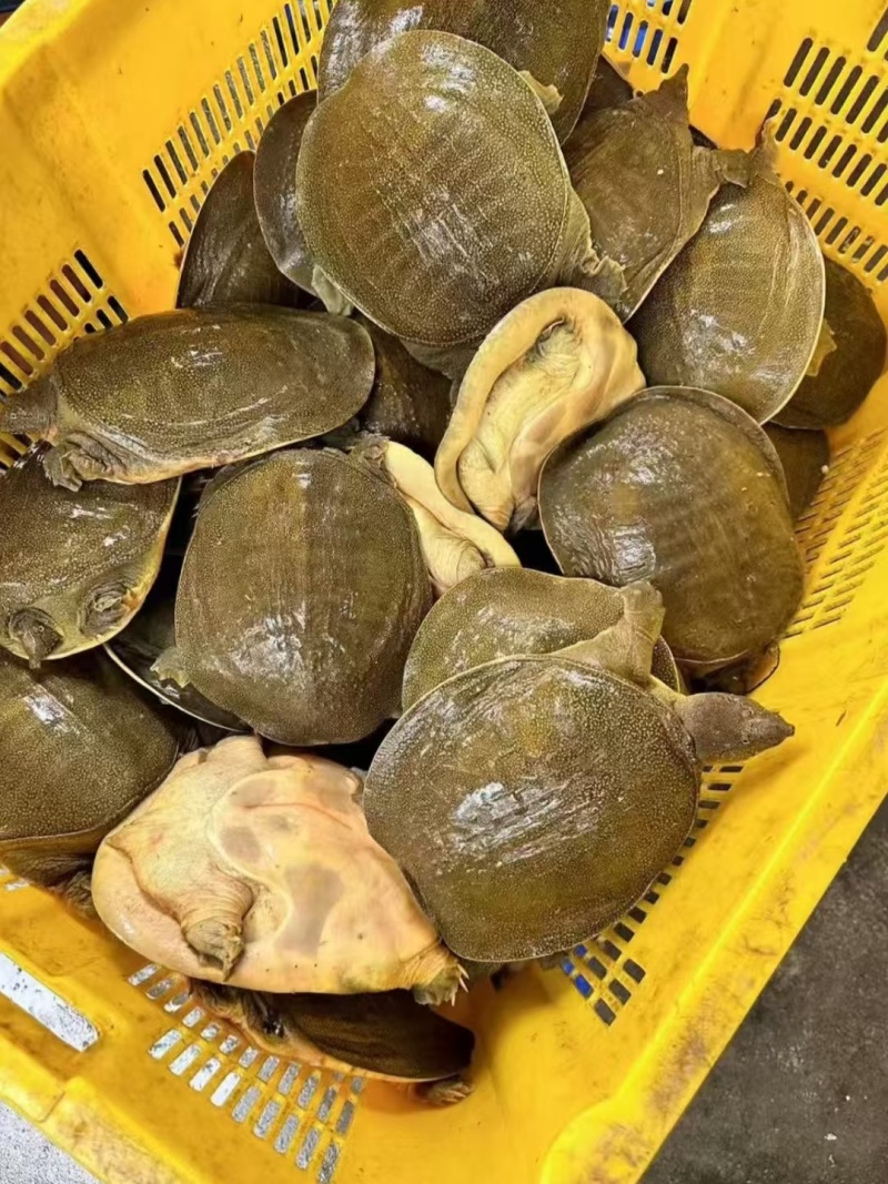 甲鱼产地直发一手货源批发全国发货可以先发样品