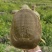 甲鱼产地直供一手货源