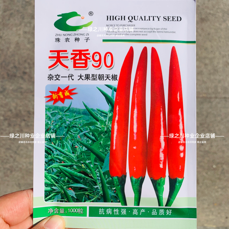 河南热销天香90朝天椒种子单生大果朝天椒