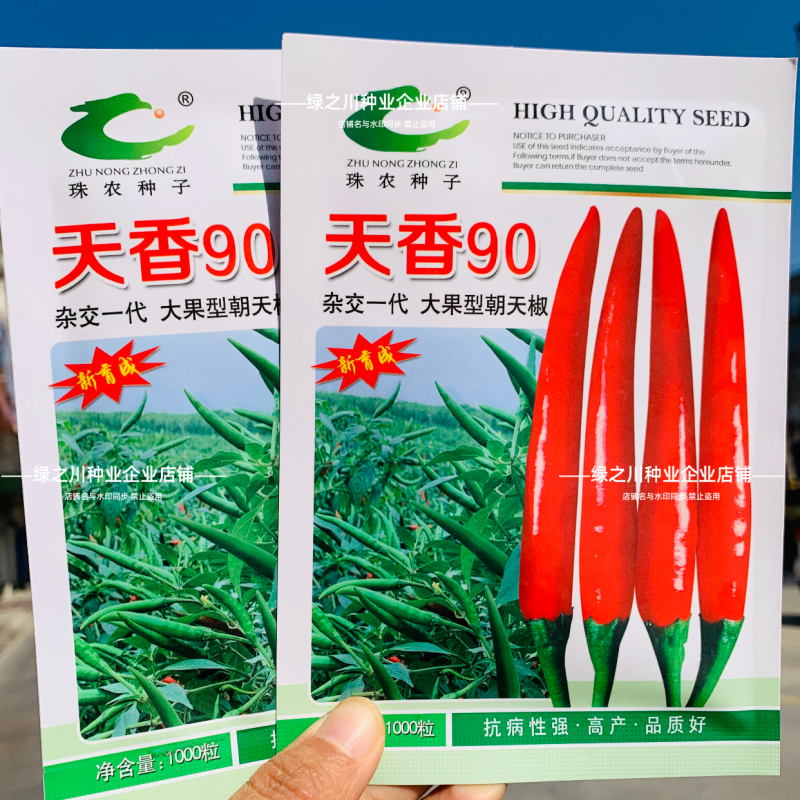 河南热销天香90朝天椒种子单生大果朝天椒