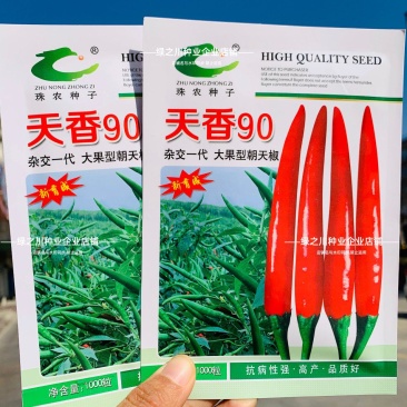 河南热销天香90朝天椒种子单生大果朝天椒