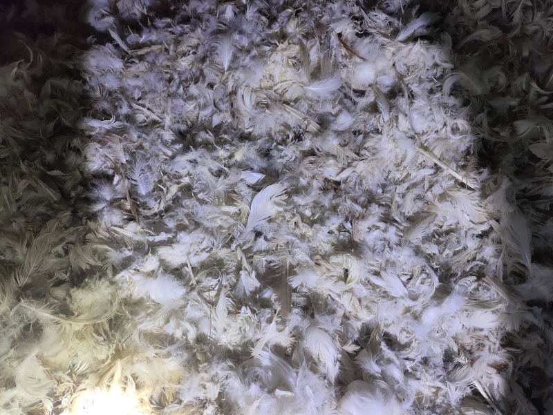 鹅毛