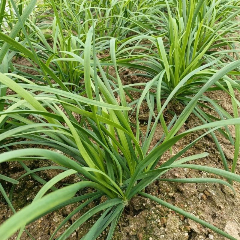 太空绿秀韭菜种子四季播耐寒抗热高产易种阳台盆栽蔬菜孑