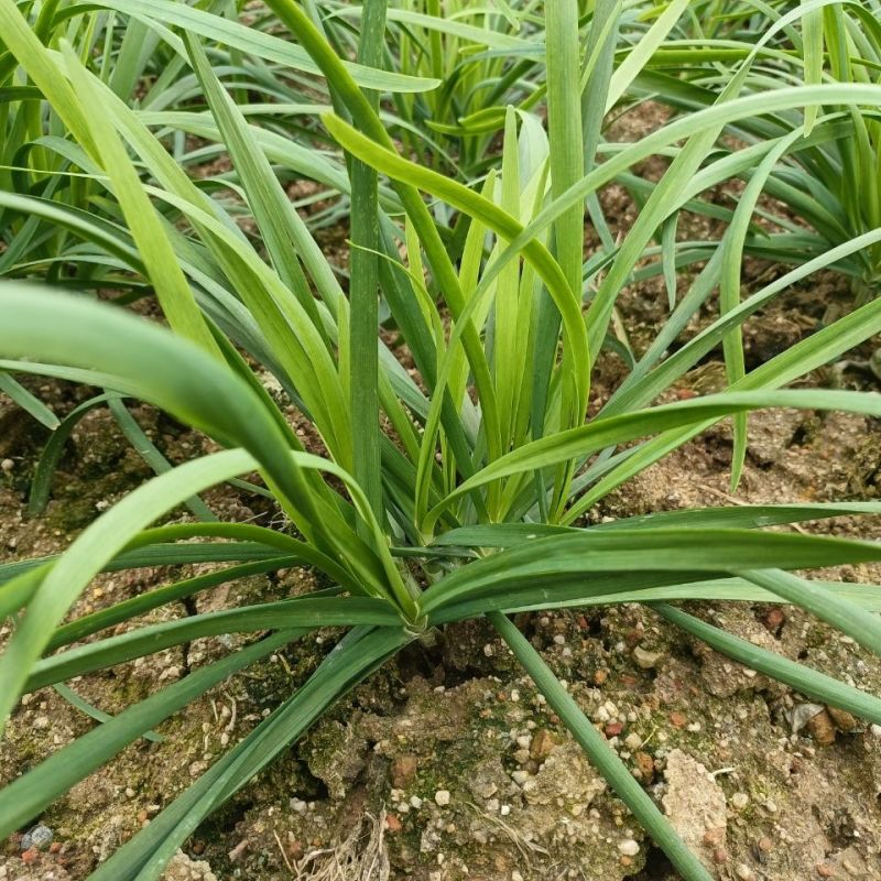 太空绿秀韭菜种子四季播耐寒抗热高产易种阳台盆栽蔬菜孑