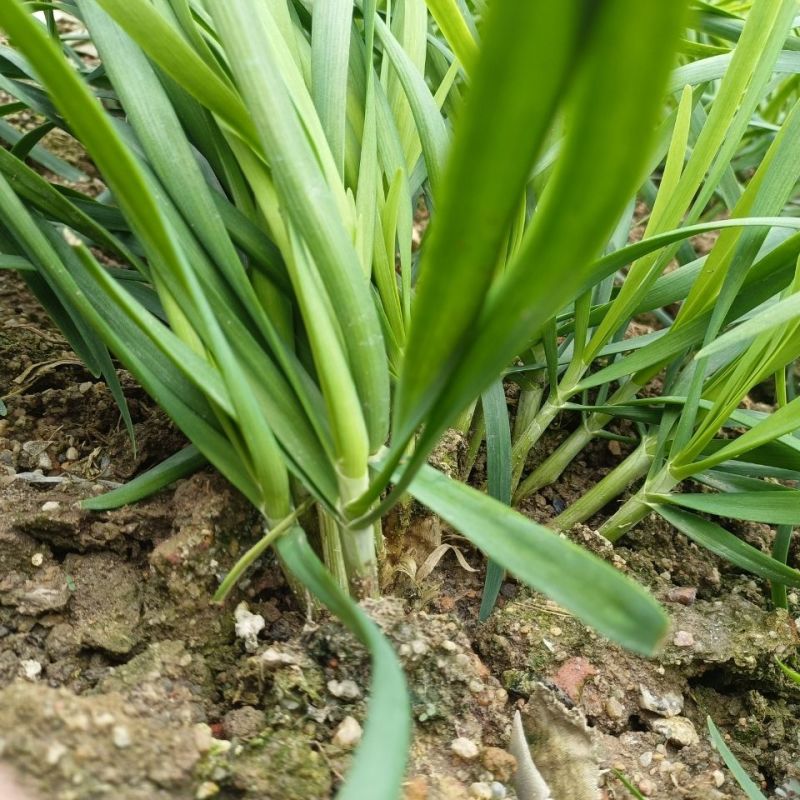 太空绿秀韭菜种子四季播耐寒抗热高产易种阳台盆栽蔬菜孑