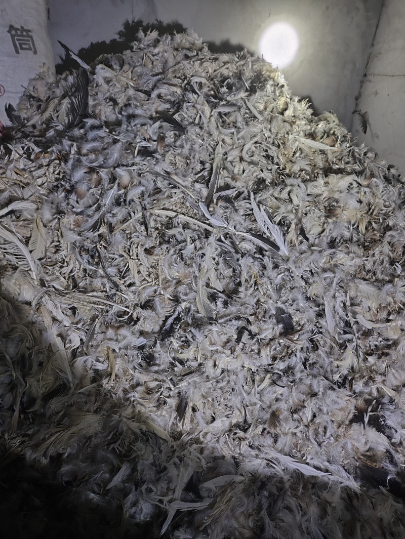 鸭毛