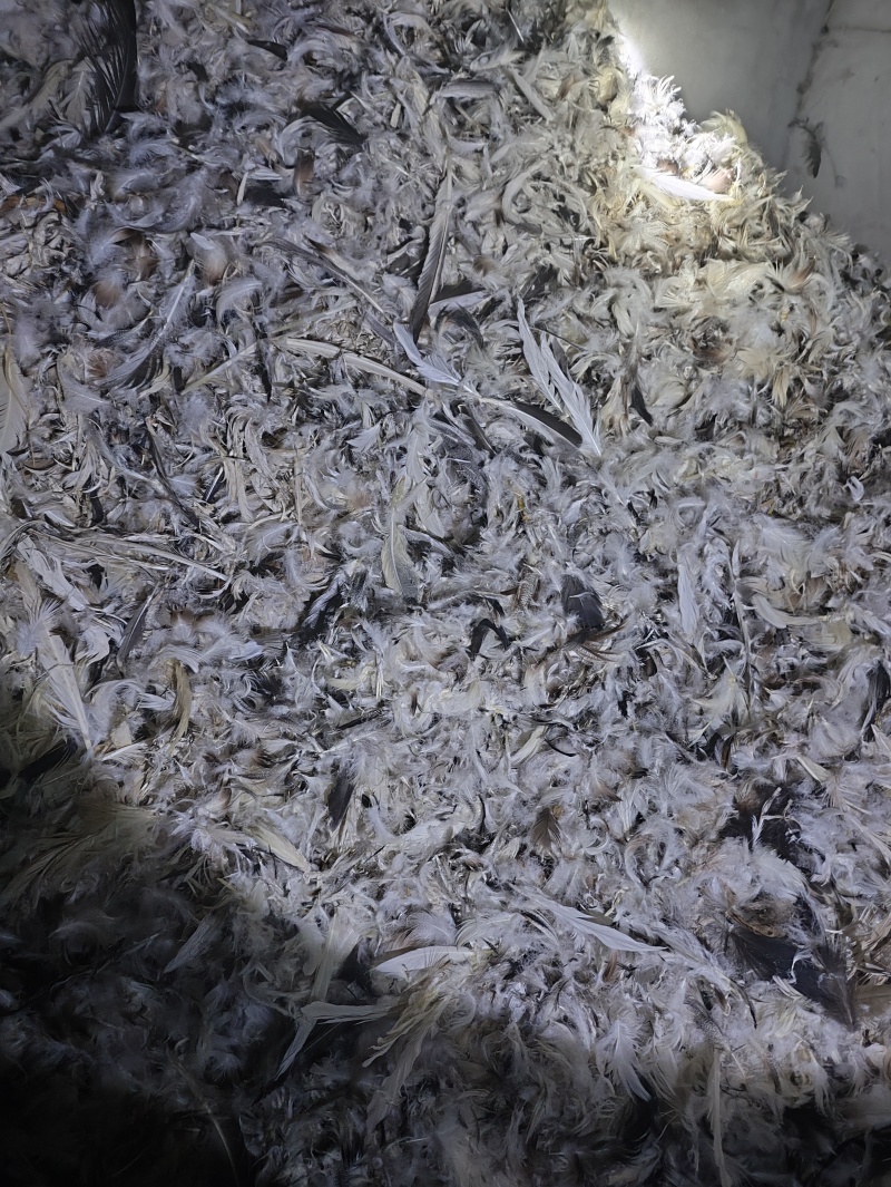 鸭毛