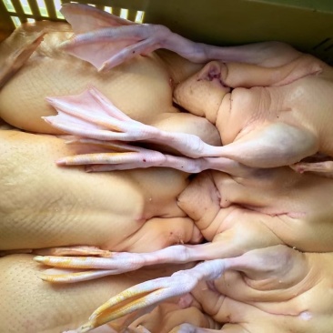 二级吊鸭、鸭子、白条鸭、鸭厂家直销