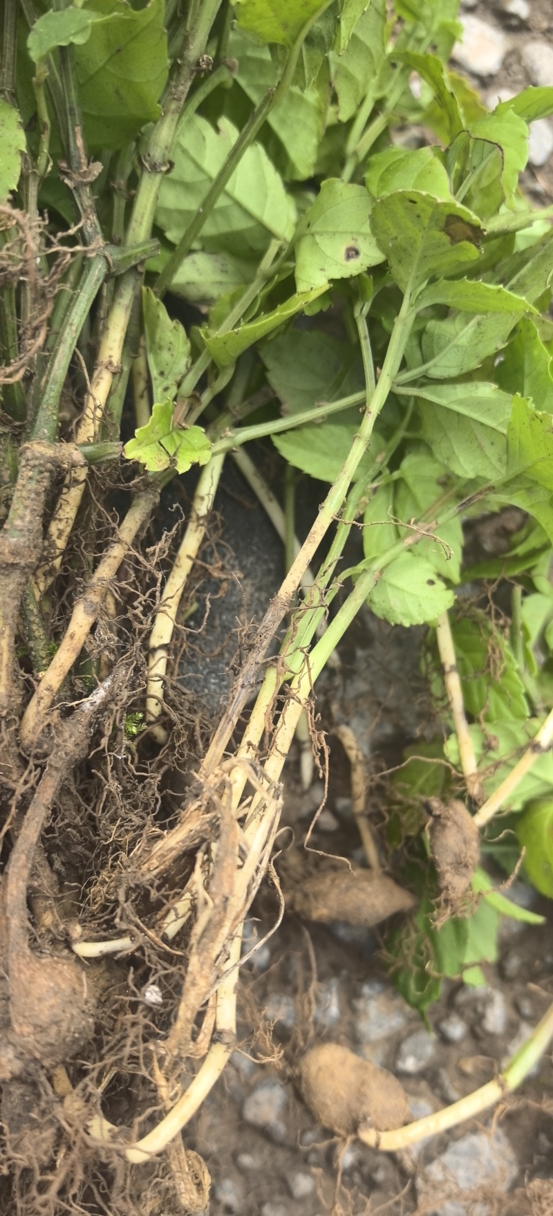 三叶青种植基地，三叶青两年苗，自产自销，投资少，见效快，