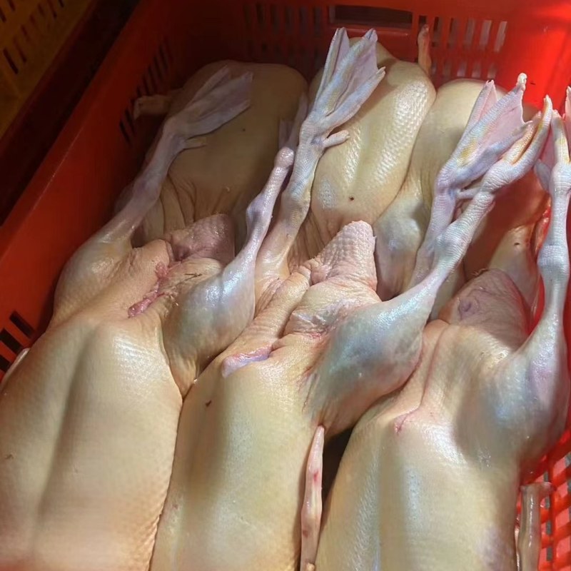 肉鸭、鸭子、白条鸭、鸭厂家直销