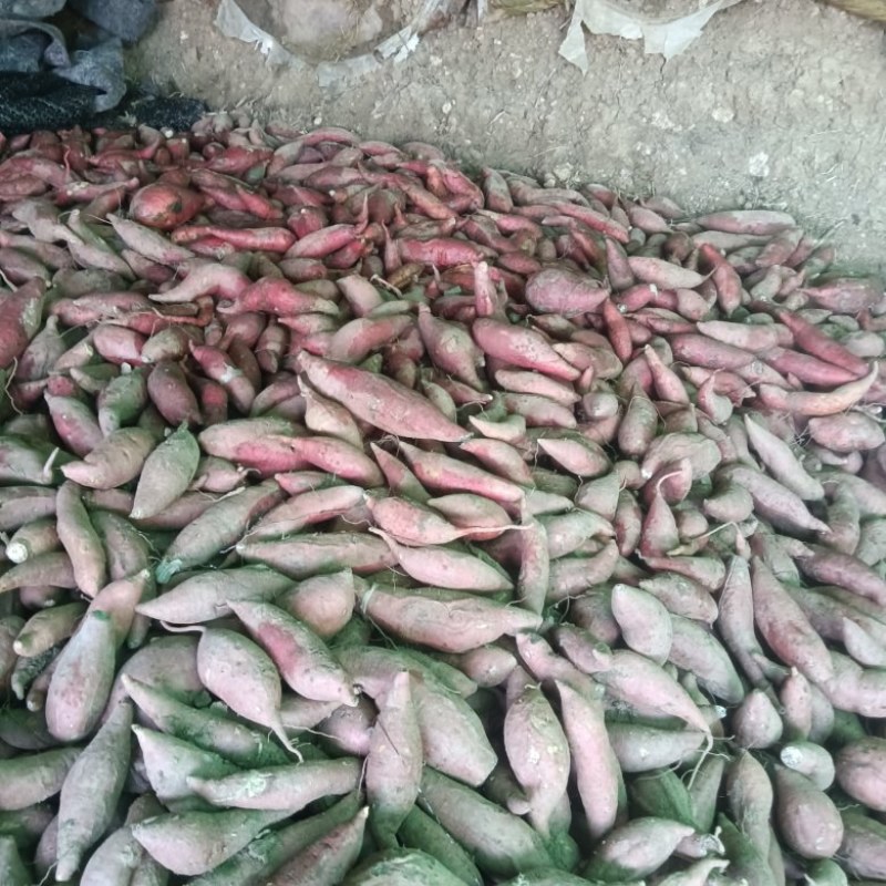 红薯，西瓜红