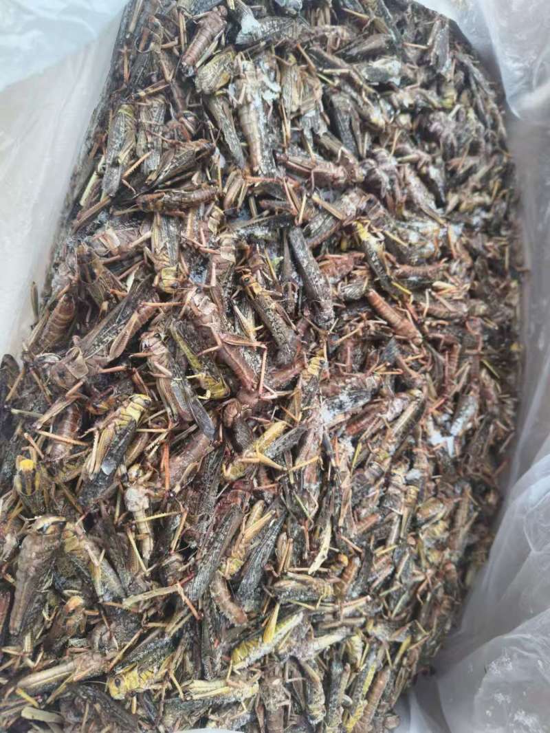 东亚蝗虫