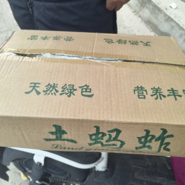 东亚蝗虫