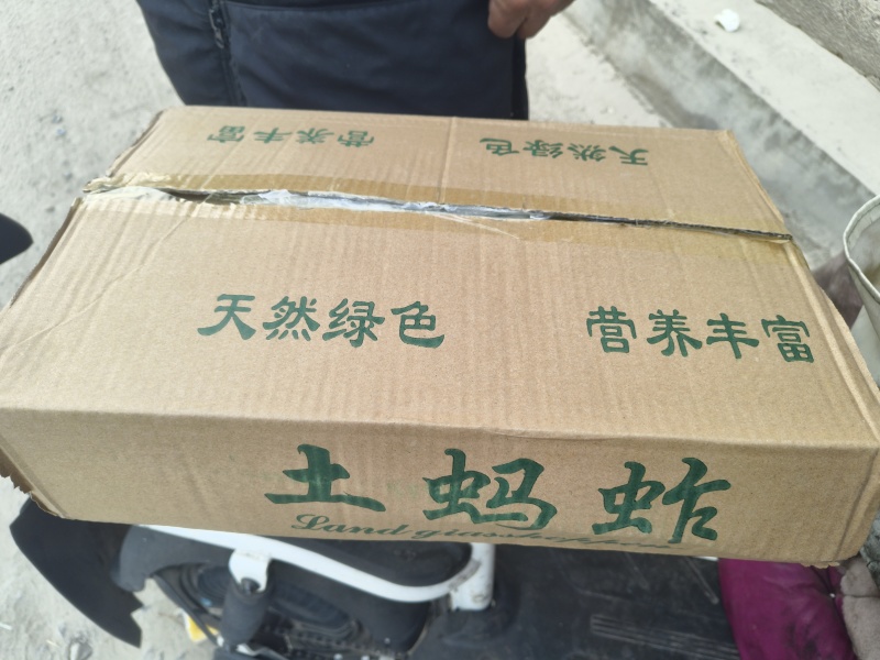 东亚蝗虫
