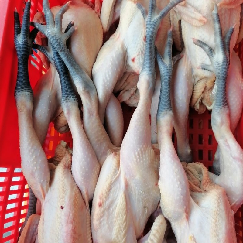 二级青脚鸡、白条鸡、鸡、鸡肉厂家直销