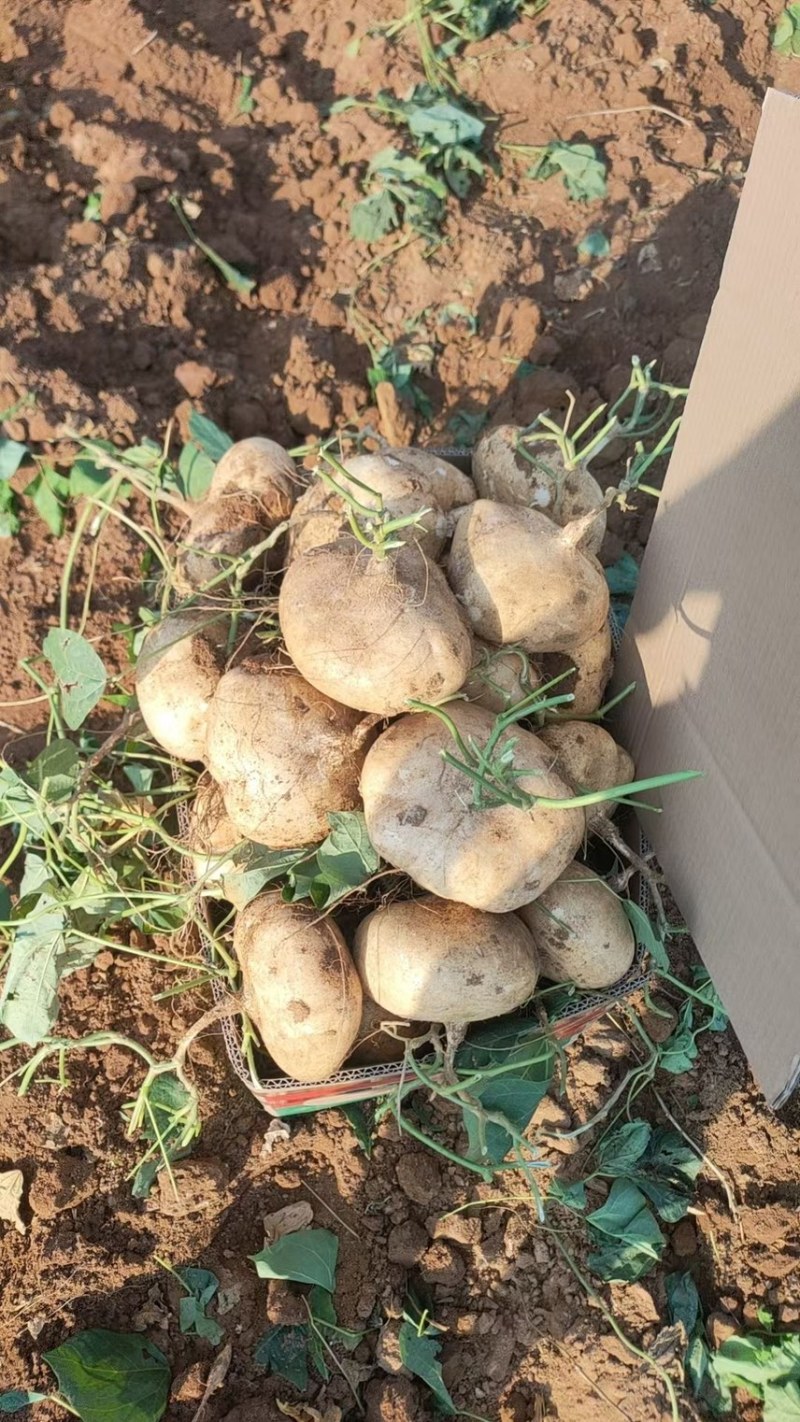 600亩凉薯基地，批发凉薯，常年供货，广东湛江徐闻凉薯