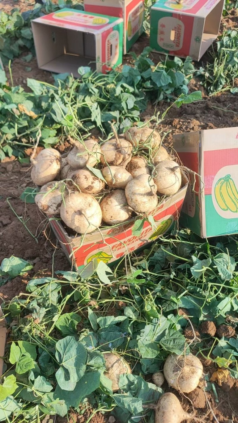 600亩凉薯基地，批发凉薯，常年供货，广东湛江徐闻凉薯