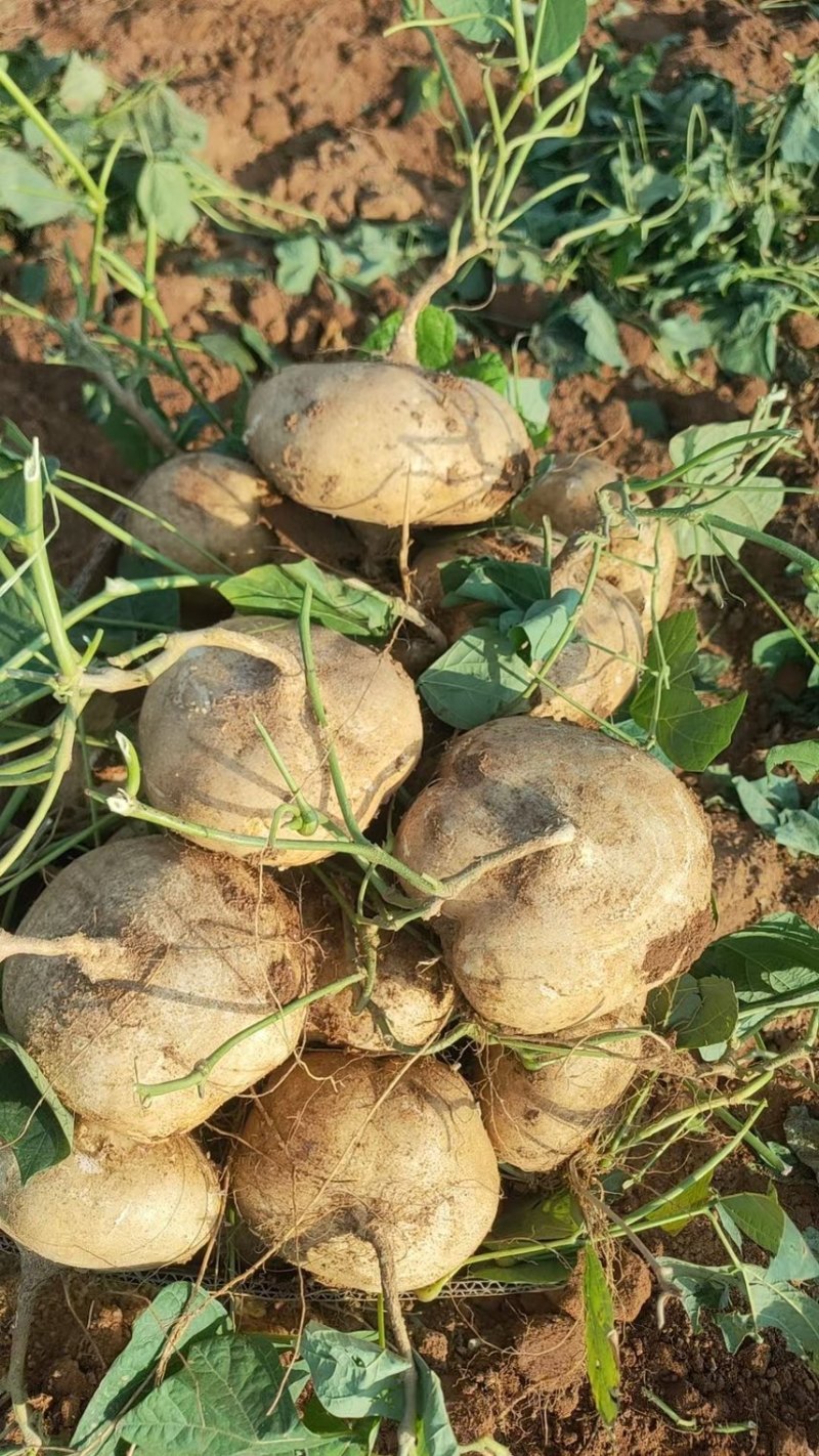 600亩凉薯基地，批发凉薯，常年供货，广东湛江徐闻凉薯