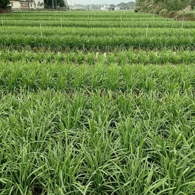 791宽叶雪韭韭菜种子耐寒适应性强抗病分蘖能力强