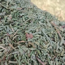 侧柏叶，精品侧柏叶，产地直销，一手货源，