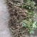 正宗大通草苗大通草花苗基地直发新鲜现挖