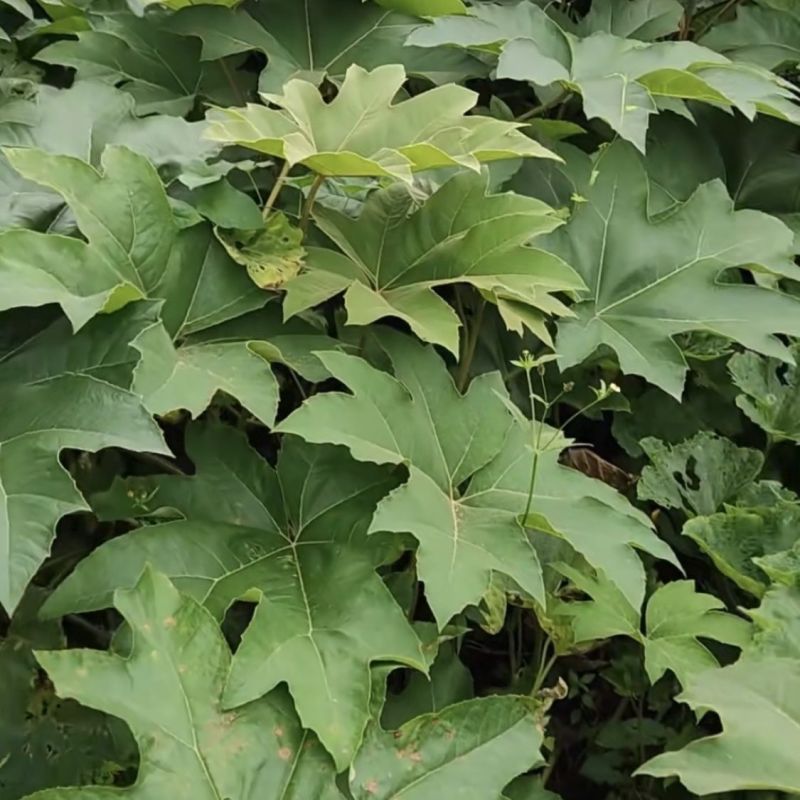 正宗大通草苗大通草花苗基地直发新鲜现挖