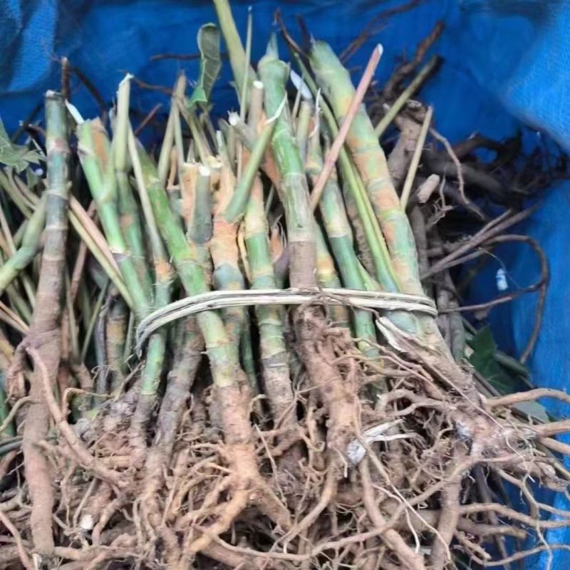 正宗大通草苗大通草花苗基地直发新鲜现挖