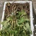 正宗大通草苗大通草花苗基地直发新鲜现挖