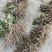 正宗大通草苗大通草花苗基地直发新鲜现挖