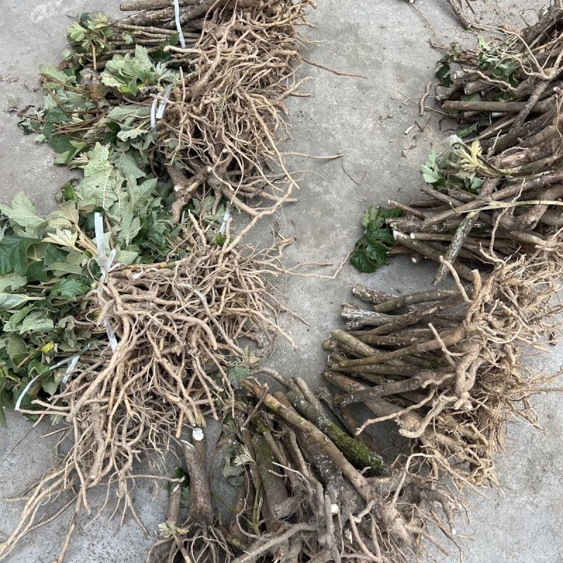 正宗大通草苗大通草花苗基地直发新鲜现挖