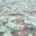 正宗大通草苗大通草花苗基地直发新鲜现挖