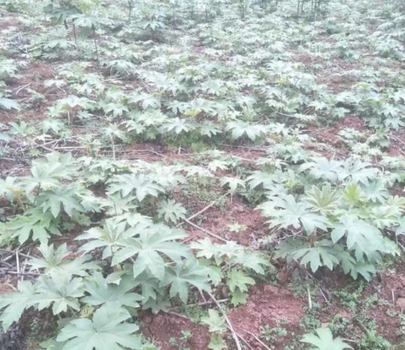 正宗大通草苗大通草花苗基地直发新鲜现挖