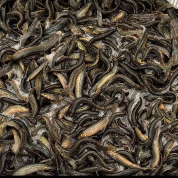鲜活泥鳅大量供应台湾泥鳅各种规格