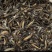 鲜活泥鳅大量供应台湾泥鳅各种规格
