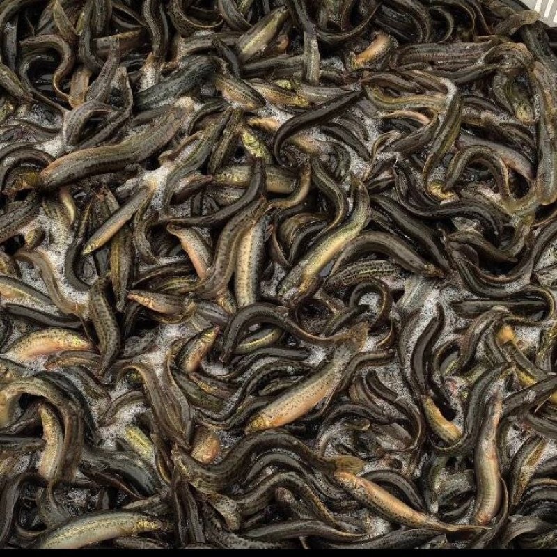 鲜活泥鳅大量供应台湾泥鳅各种规格