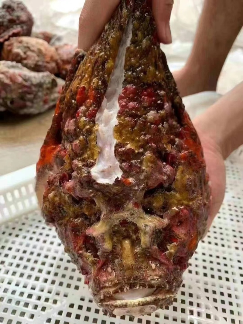 西沙石头鱼鲜活活鱼放血肉质鲜嫩多汁处理内脏鱼刺真空包装！